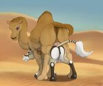 FurryBooru - 2018 anus butt camel camelid duo equid equine e